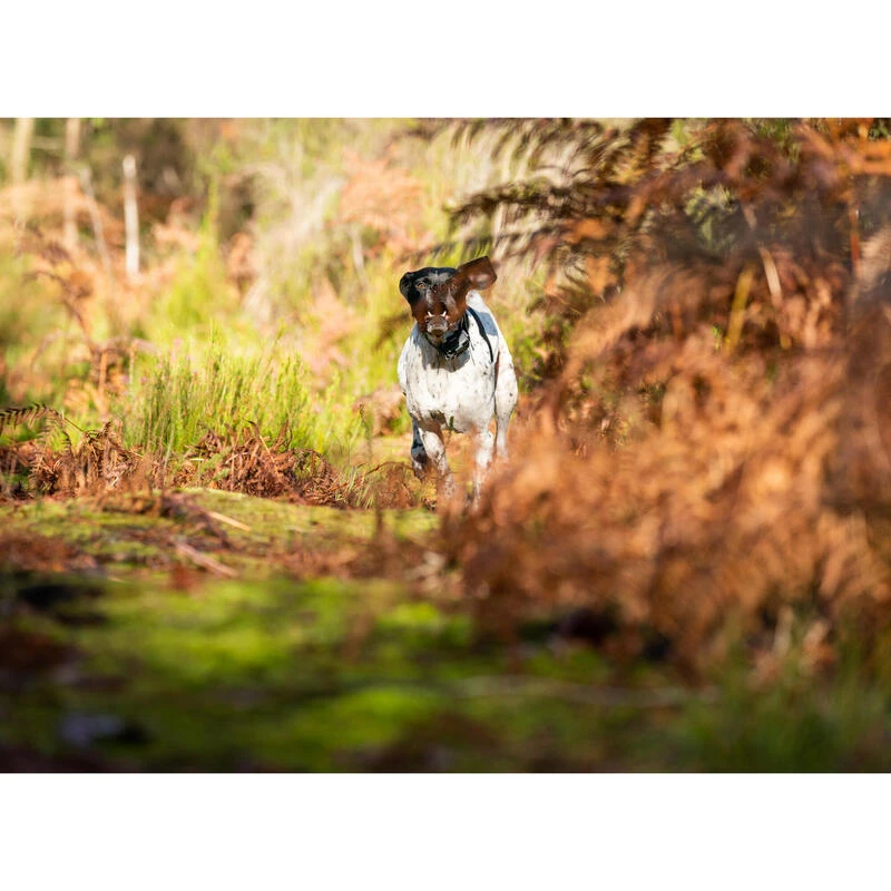 PACK COLLIER + TÉLÉCOMMANDE DE DRESSAGE POUR CHIEN NUM'AXES CANICOM 1500 6 PACK COLLIER + TÉLÉCOMMANDE DE DRESSAGE POUR CHIEN NUM'AXES CANICOM 1500 – Image 4